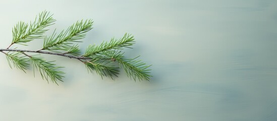 Leinwandbilder - Compact pine twig circular emerald spikes sizable macro isolated pastel background Copy space