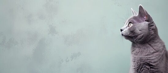 Poster - Gray cat alone against isolated pastel background Copy space