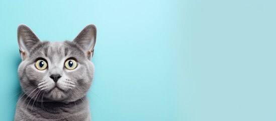 Canvas Print - Gray cat alone against isolated pastel background Copy space