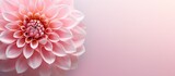 Gorgeous pink flower isolated pastel background Copy space