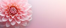 Gorgeous Pink Flower Isolated Pastel Background Copy Space