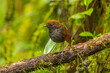 Colombian birdlife in different habitat