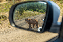 A Cinnamon Black Bear In Colorado Cross The Forest Service Road In The San Isabel National Forest.Bear On Road, Reflected In Car Mirror.