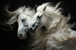 white :horses portrait close up