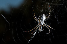 Garden Tiger Spider Climbing On Cobweb
