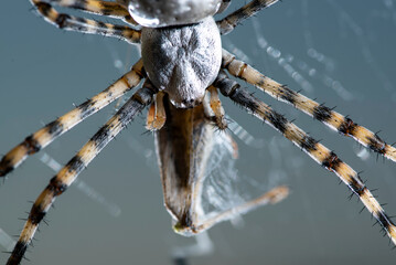 Garden tiger spider climbing on cobweb