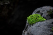 green moss on the rock background