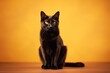 Gato preto no fundo amarelo - Papel de parede