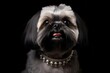 Medium shot portrait photography of a cute shih tzu wearing a spiked collar against a matte black background. With generative AI technology