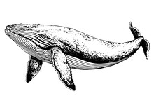 Whale Water Animal Hand Drawn In Sketch. Engraving Vintage Vector Illustration.