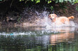 Labrador spielt im Wasser