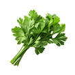 bunch of parsley isolated on a clear background, PNG