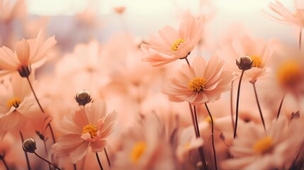 Wall Mural - Blurred of  peach fuzz flowers with bokeh soft blur in the pastel vintage retro tone for background. Valentine or wedding invitation card