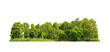 Group green tree isolate on transparent background. png file. Cutout tree line. Row of green trees and shrubs in summer isolated on white background. ForestScene. Forest and green foliage.