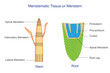 Meristematic tissue or meristem, is plant tissue responsible for growth and differentiation, found at the tips of stems and roots.