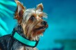 Photography in the style of pensive portraiture of a funny yorkshire terrier wearing a reflective vest against a tropical teal background. With generative AI technology