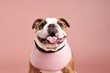Medium shot portrait photography of a happy bulldog wearing an anxiety wrap against a pastel or soft colors background. With generative AI technology