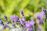 Fototapeta Lawenda - bee on a beautiful purple flower in amazing garden