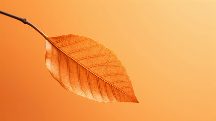Wall Mural - Nature's Warmth: Beech Leaf in Soft Isolation, created with Generative AI Technology