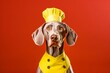 Medium shot portrait photography of a funny weimaraner dog wearing a chef hat against a bright yellow background. With generative AI technology