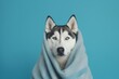 Close-up portrait photography of a cute siberian husky wearing a thermal blanket against a soft blue background. With generative AI technology