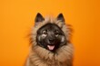 Medium shot portrait photography of a funny norwegian elkhound wearing a lion mane against a tangerine orange background. With generative AI technology