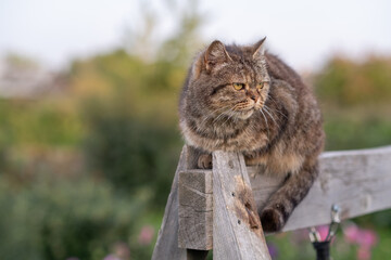 Wall Mural - A beautiful gray cat in close-up lies and rests on a table in nature. The cat then looks into the camera then sleeps.