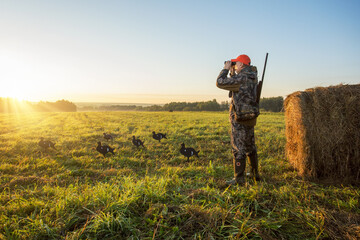 Wall Mural - Hunter in camouflage with a gun hunting on black grouse at dawn. hunter looking through binoculars at autumn field.