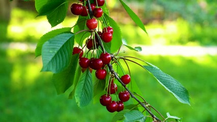 Wall Mural - Ripe cherries ripen on a tree. A lot of cherries ripen on the branches of a fruit tree in the garden, close-up. Branches sway in the wind on a sunny day. Productive tree with abundant berries