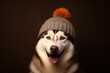 Medium shot portrait photography of a smiling siberian husky wearing a knit cap against a copper brown background. With generative AI technology