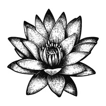 Water Lily Flower Illustration