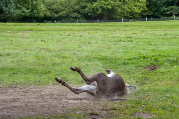 Canvas Print - donkey rolling in the dust on a summer day