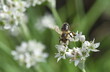 Biene auf einer Schnittknoblauch-Blüte