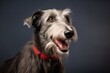 Lifestyle portrait photography of a smiling scottish deerhound wearing a paw protector against a minimalist or empty room background. With generative AI technology