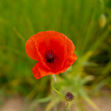 Fototapeta Maki - detail of poppy seed flower growing in the field
