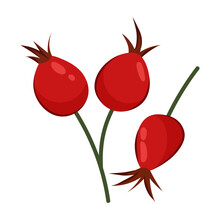 Vector Illustration Of Ripe Red Rose Hips Isolated On White Background. Medicinal Plant.