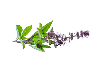 Sticker - Thai Basil transparent png