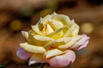 Wall Mural - yellow rose bud