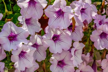 Wall Mural - pink flowers in the garden