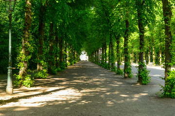 Wall Mural - View of beautiful alley with green trees in park