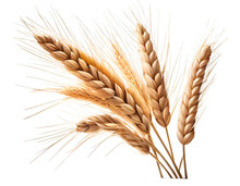 Ears Of Wheat On A Transparent Background