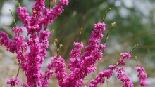 Cercis Siliquastrum Branches With Pink Flowers In Spring. Cercis Is A Tree Or Shrub. Close Up.