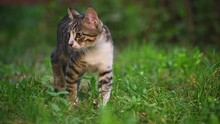 Crouching Cat On Green Grass