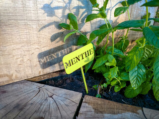 Green stencil sign saying Menthe in front of some mint growing in a wooden planter.