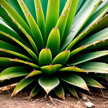 Aloe Vera Plant In The Daytime 