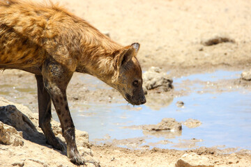 Wall Mural - Spotted Hyena, Kgalagadi, South Africa