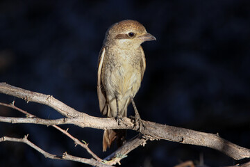 Wall Mural - Female Red-backed Shrike, Kgalagadi, South Africa