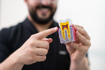 Poster - Stomatologist showing plastic model of healthy human tooth on light background positive doctor holding educational material for dentistry students in clinic