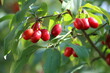 Cornus mas. Red fruit of the cornelian cherry, european cornel or cornelian cherry dogwood.