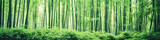 Fototapeta Dziecięca - Bamboo forest with dense, serene bamboo groves, landscape panorama